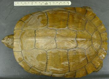 Media type: image; Herpetology R-38385